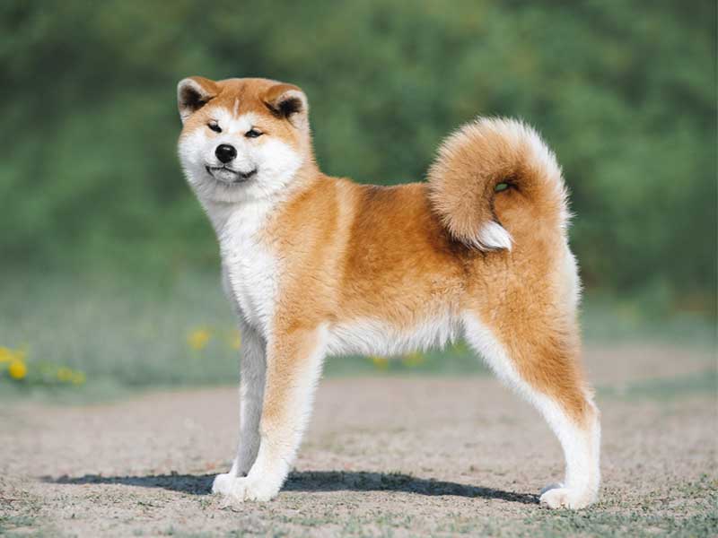 Akita breed information | All you need to know about Akita 
