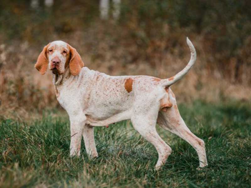 Bracco Italiano breed information | Things you need to know about bracco italiano