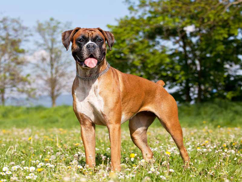 Boxer dog breed information | maxi dog breed 