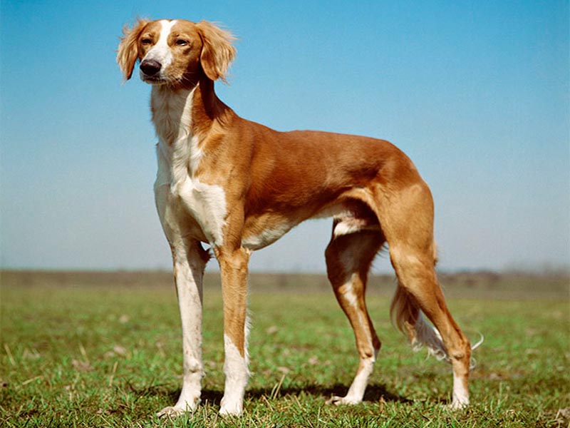 Everything you Need to Know about the Saluki Dog Breed