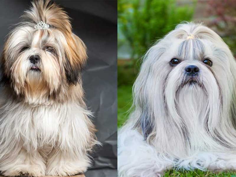10 things about lhasa Apso | Lhasa apso dog breed information 