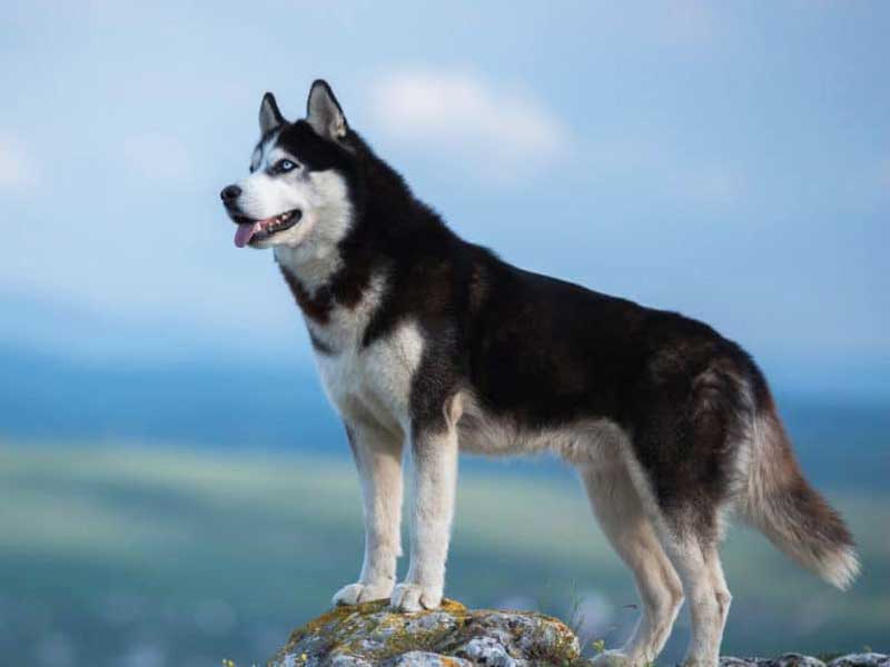 To know about price of Siberian Husky 