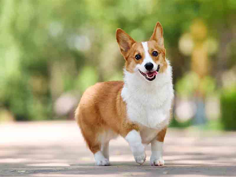 Small Dogs Breed