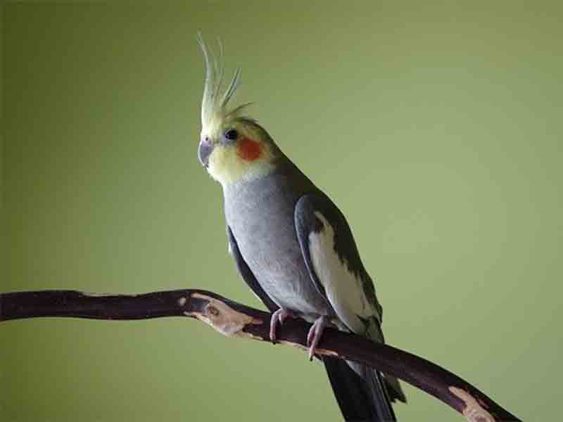 Can we add Neopeptine to the cockatiel bird food?