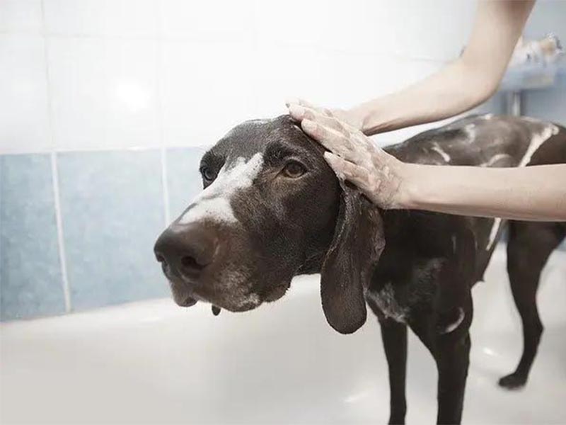 Ketochlor and Allermyl Shampoo both products are used for allergic infection for cats and dogs