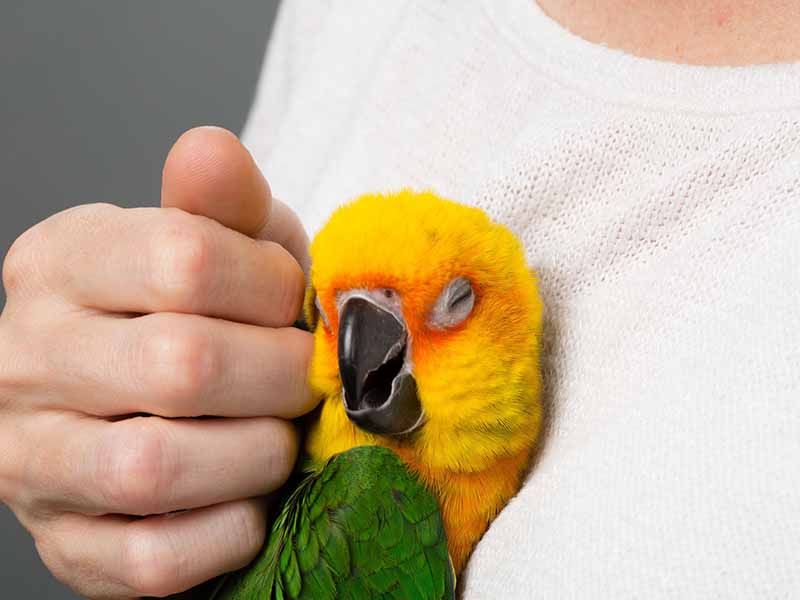 Do Birds Like Humans 