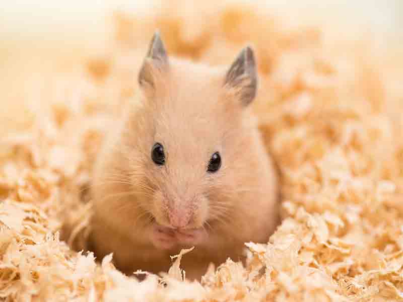 What small animals are good for anxiety?
