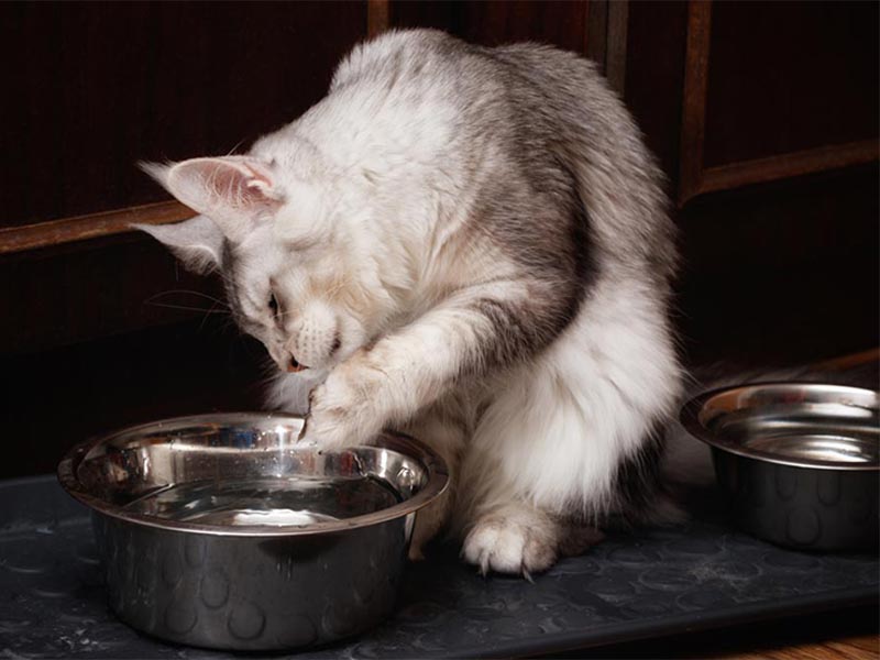 Why is my cat pawing at her water bowl?