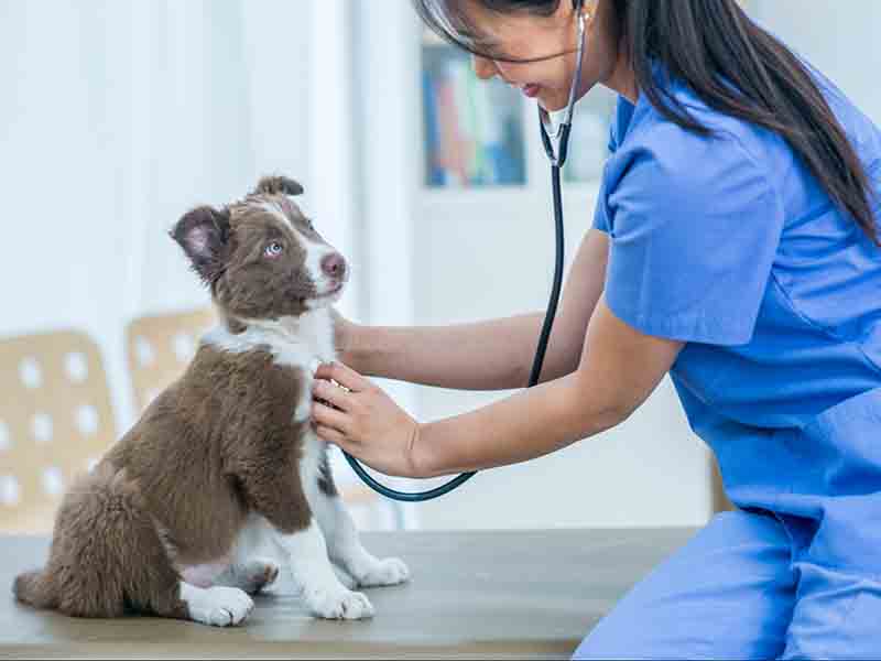 Pet doctor | Job of a veterenian