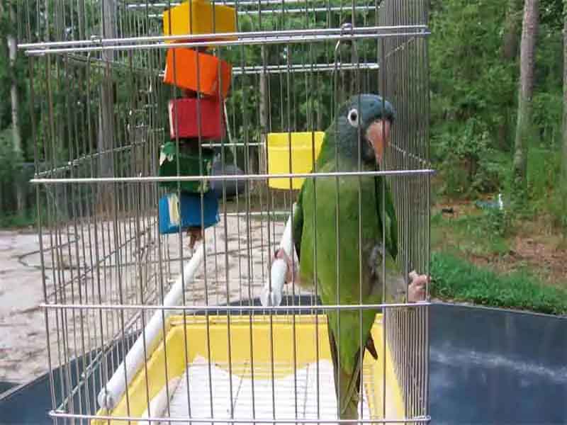 Some Facts on Common Domestic Birds