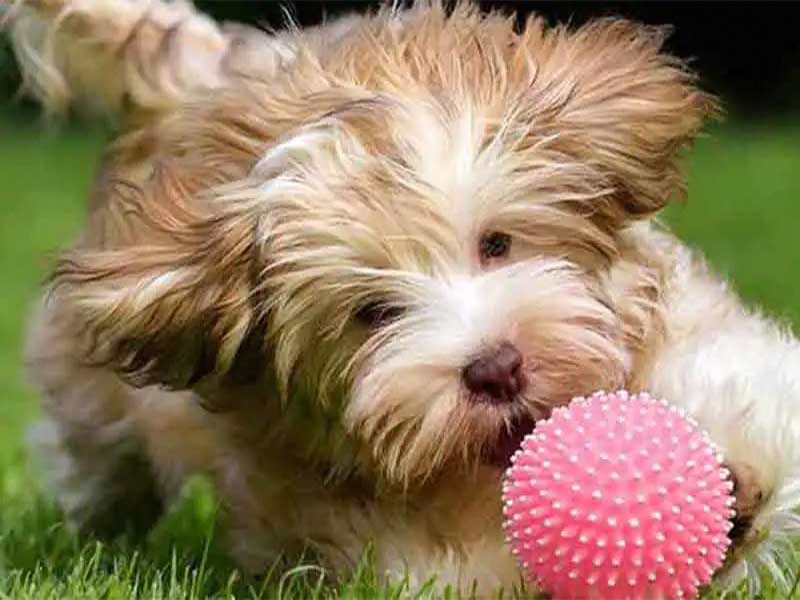 Why Do Dogs Love Squeaky Toys?