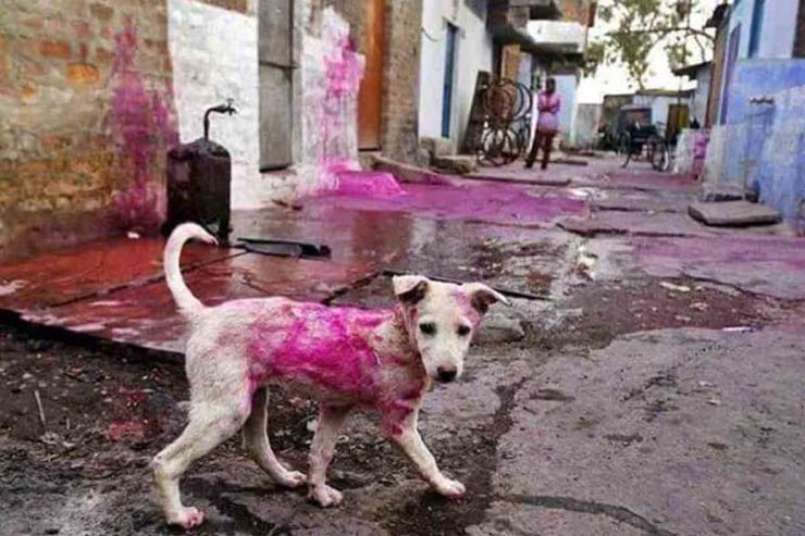 Holi Is Not For Animals