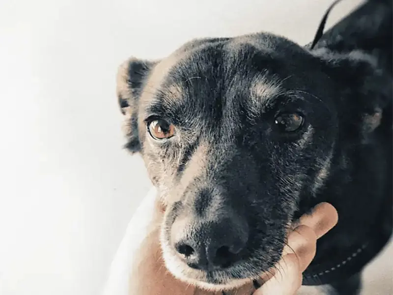 Your Guide to Recognizing the Unique Needs of Your Dog