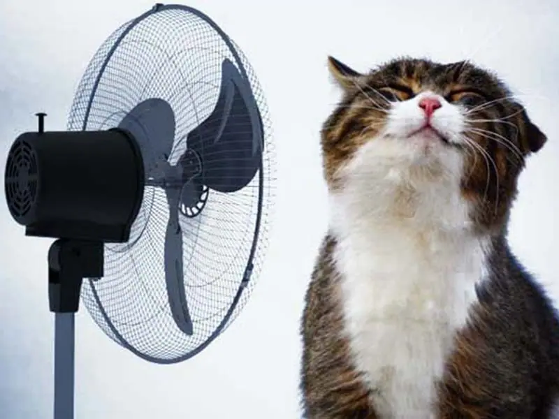 Cats in Summer , how to keep them cool 