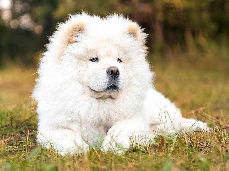 Chow Chow Dog breed information | Price of chow chow in India