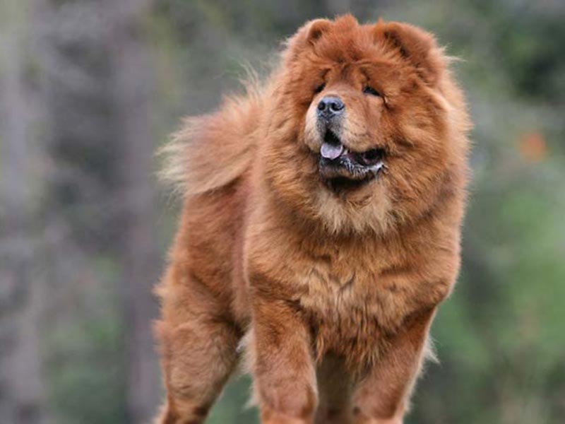 Chow Chow Dog breed information | Price of chow chow in India 