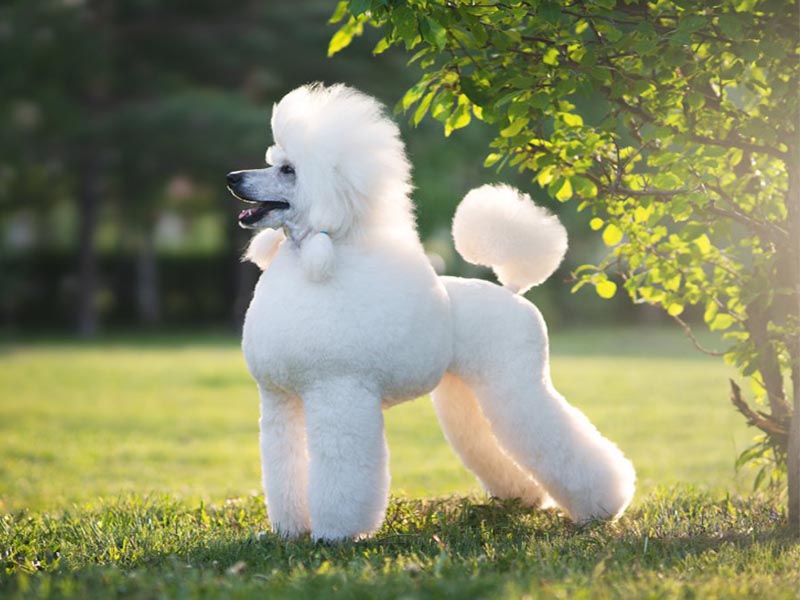 Everything You Wanted To Know About Poodle
