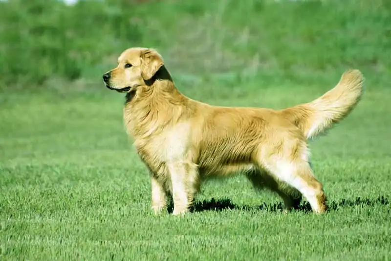 buy golden retriever dog