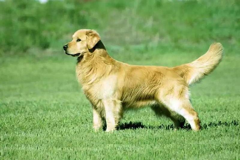 golden retriever price