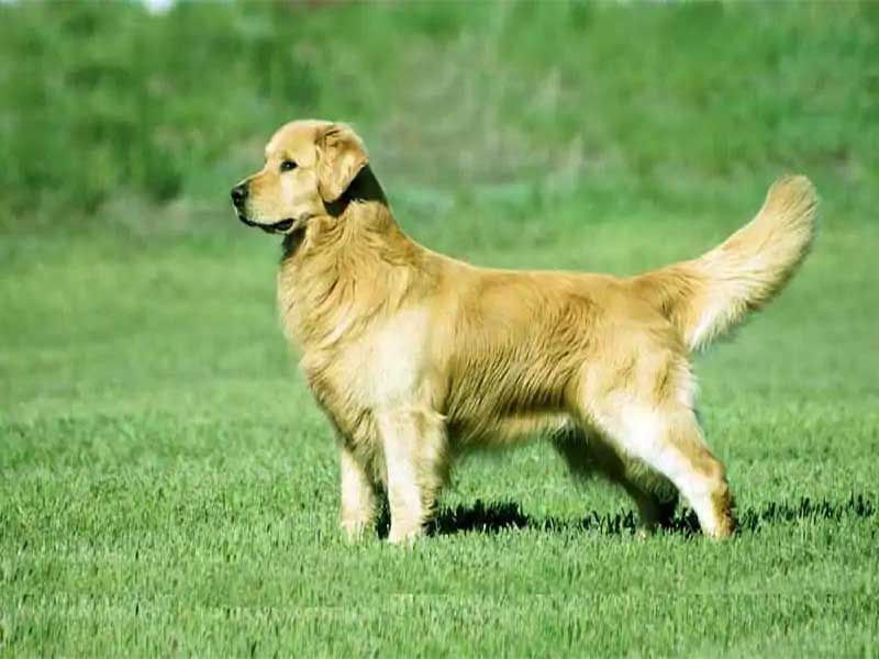 The beautiful, social & intelligent dog Price and its brief Information.