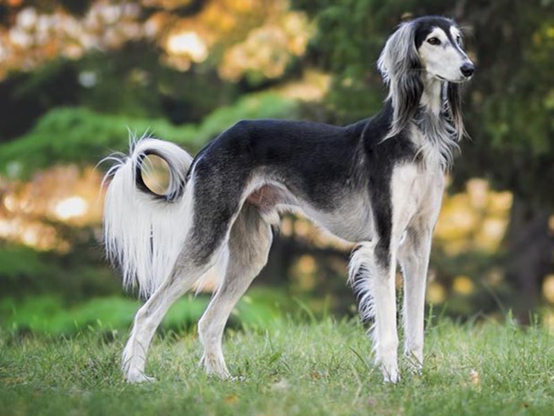 Everything You Wanted To Know About Saluki