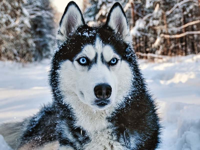 Everything You Wanted To Know About Siberian Husky