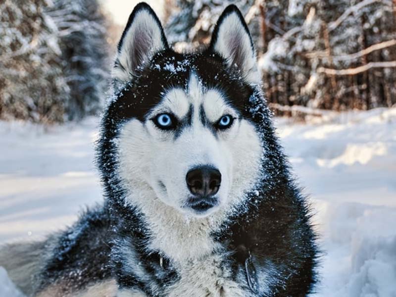 what is the price of husky dog in india