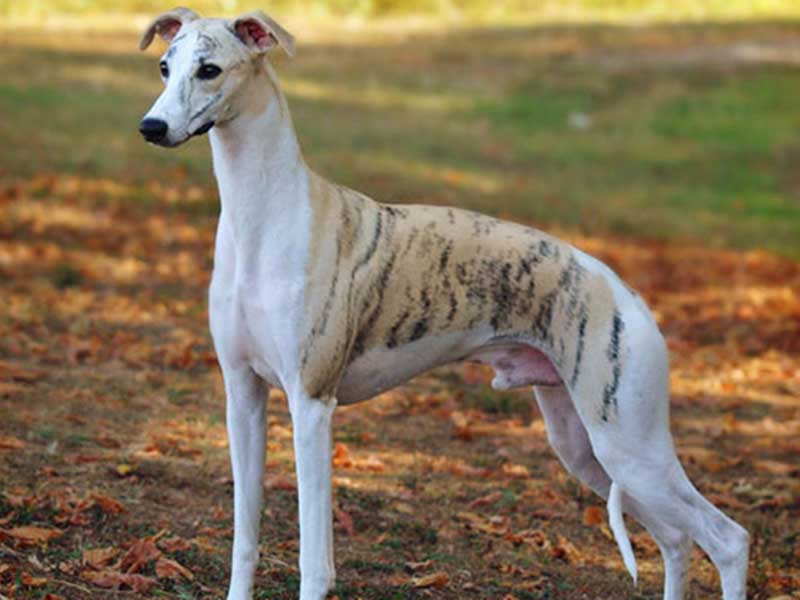 Everything You Wanted To Know About Whippet