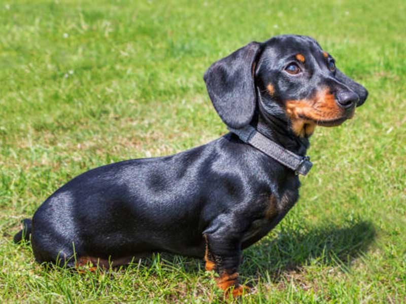 Dachshund breed information | Medium breed 