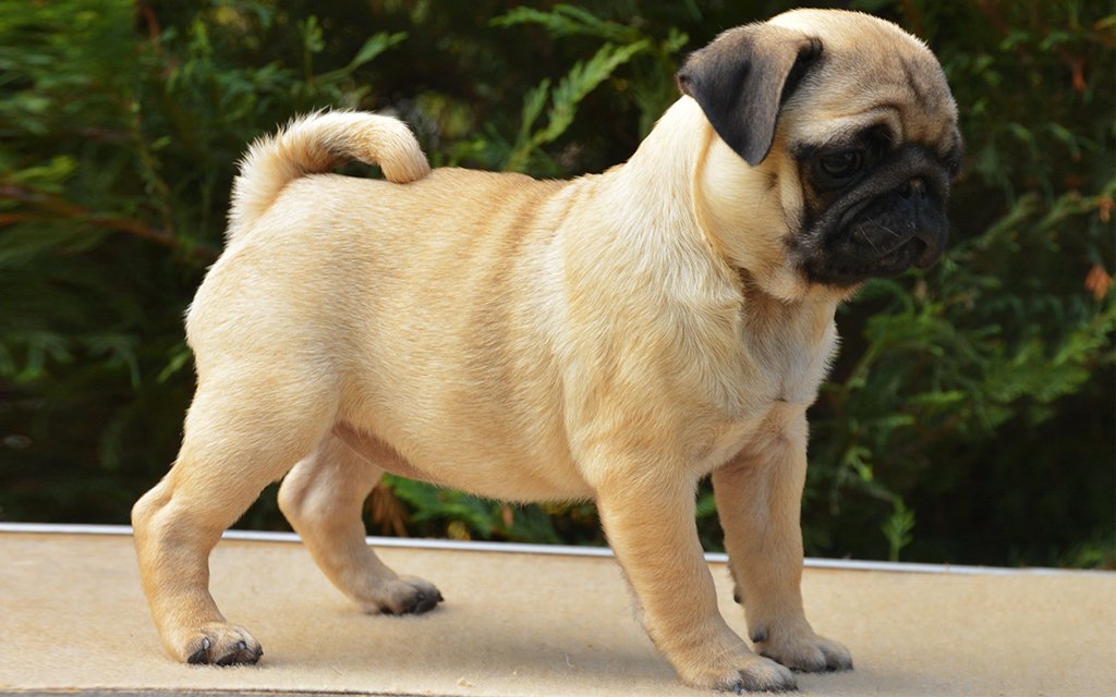 What is the cost of a baby pug in India?