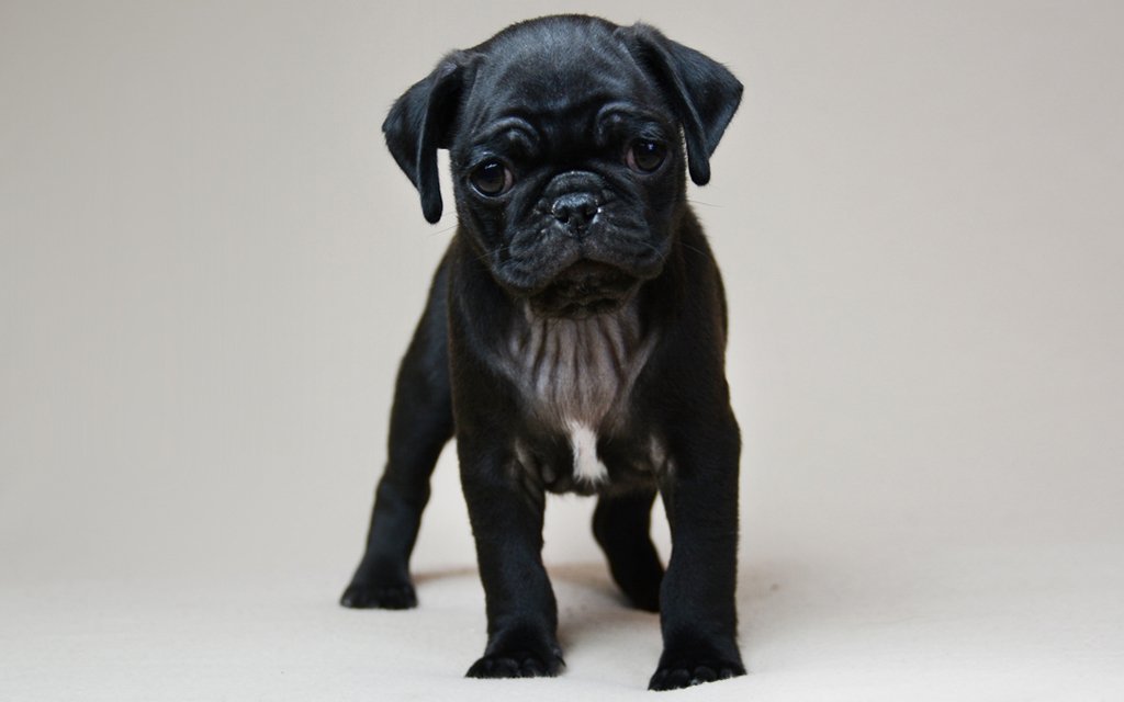 vodafone pug dog price in india | What is the cost of a baby pug in India?