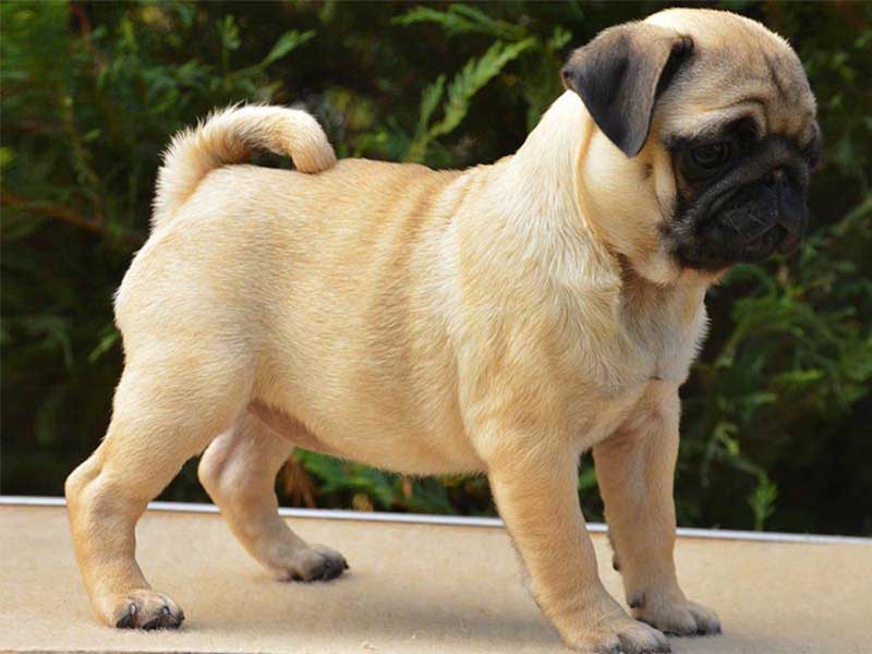 What is the cost of a Baby Pug in India?
