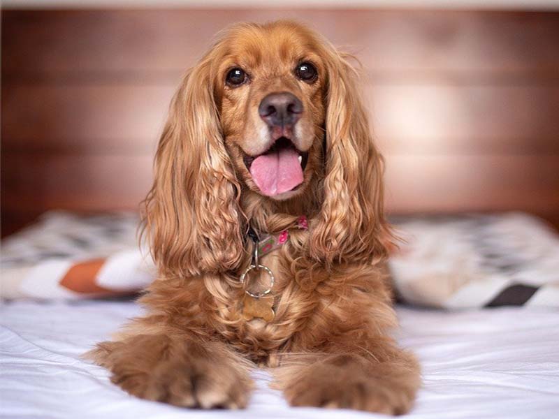 Cocker Spaniel breed information | Cocker Spaniel breed