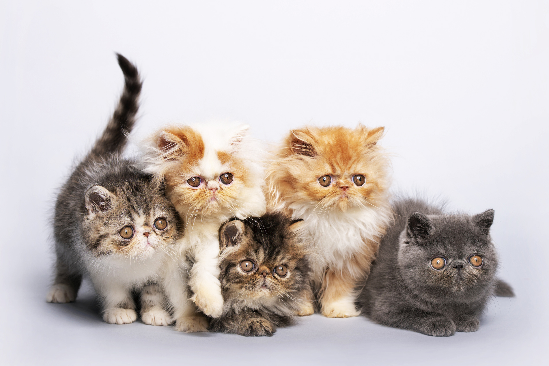 persian cat lifespan in india