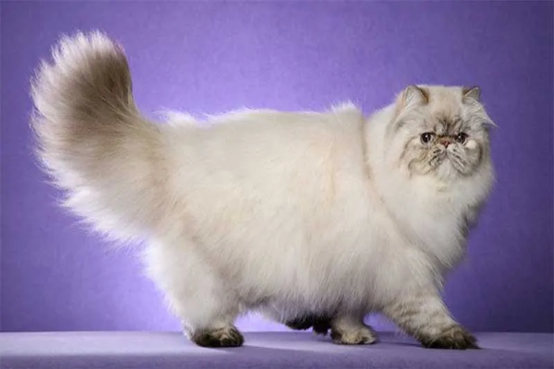 15 Best Photos Persian Cat Price Near Me - Khloe S Kittens Persian Kittens For Sale Himalayan Kittens For Sale Exotic Shorthair Kittens For Sale Exotic Longhair Kittens For Sale