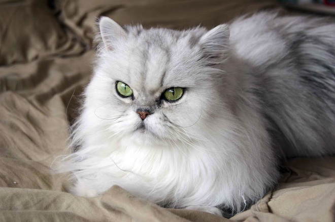 Persian Cat Price In Kolkata India