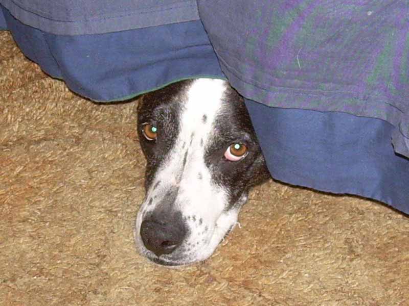 Protect Your Dogs or Pets During Deepavali or Diwali or Fireworks Time