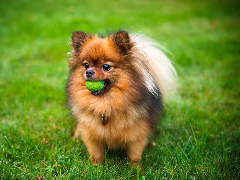 Pomeranian facts | Pormeranian origin | Pomeranian Weight