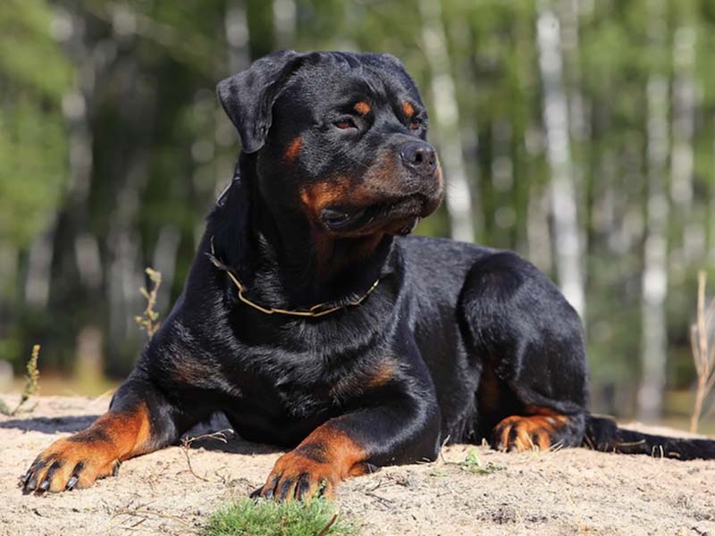 Rottweiler facts | All about Rottweiler 