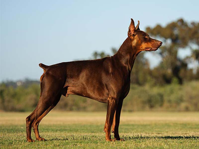 Everything You Wanted To Know About Doberman