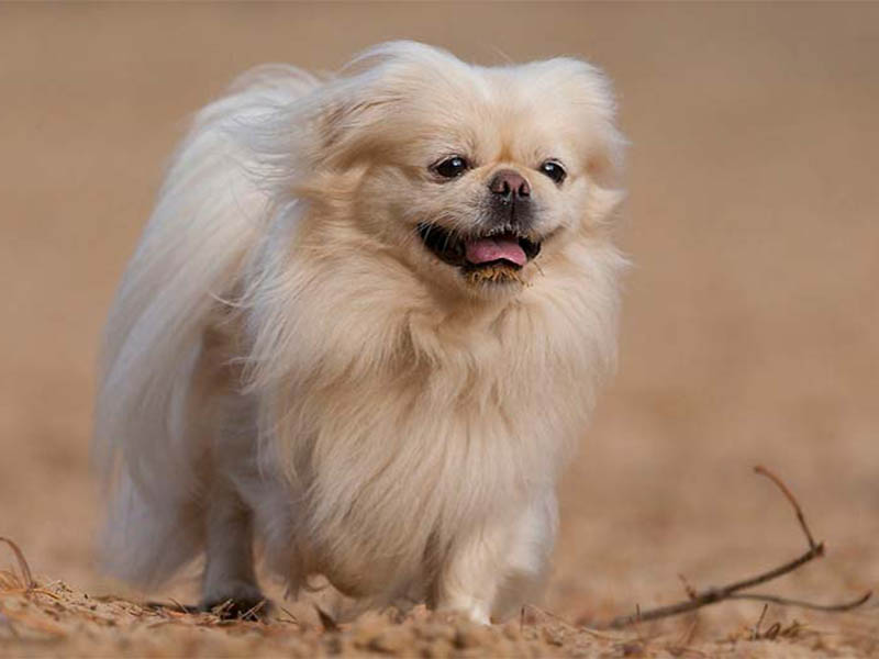 Shaved pekingese dog cheap