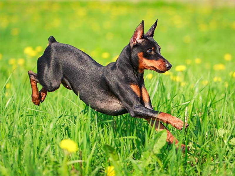 Facts about Miniature Pinscher | Pinscher breed information 