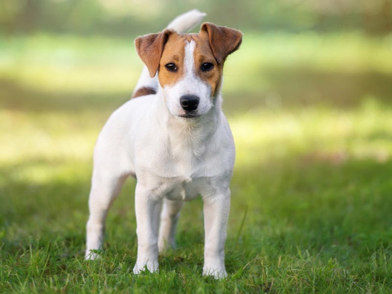 What can Jack Russells not eat?