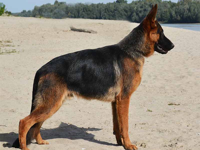 What Is The Best Diet For A German Shepherd Puppy Food Chart And What Is The Best Diet For A German Shepherd Puppy Food Chart And