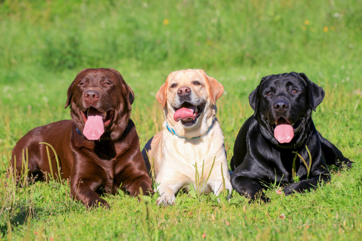 What Is The Cost Of A Labrador Retriever Puppy In India
