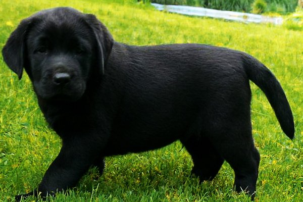 What is the cost of a Labrador Retriever puppy in India?