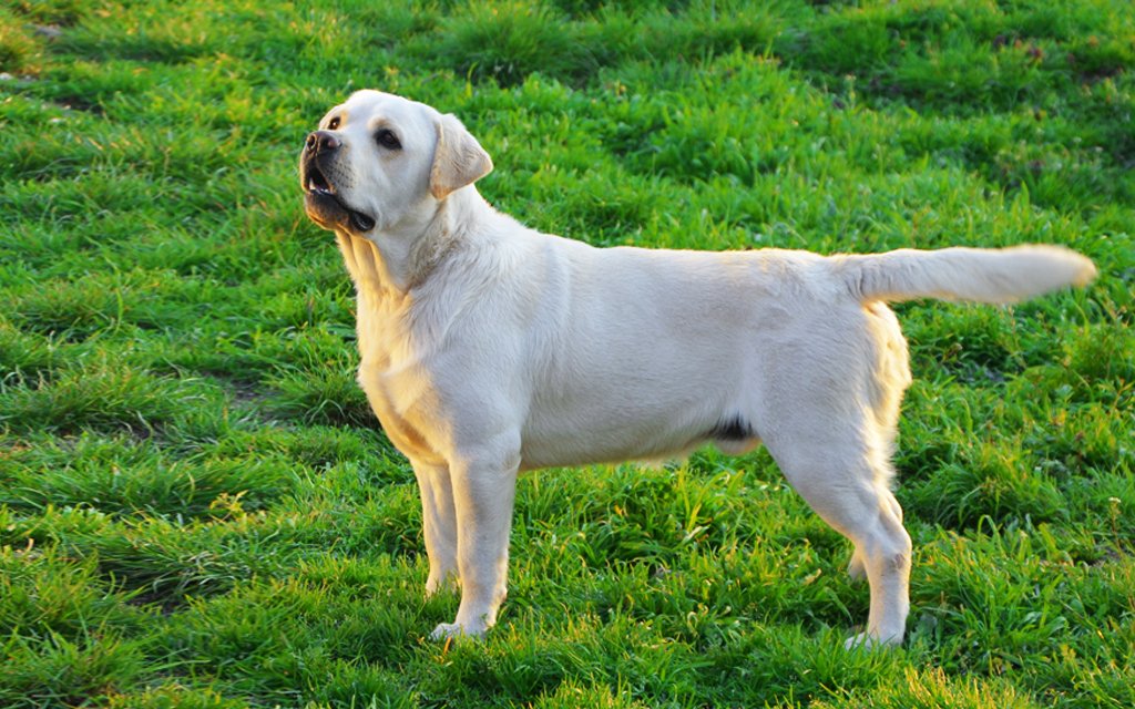 lab dog male price