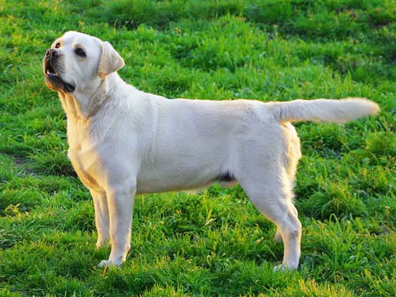 What is the cost of a Labrador Retriever puppy in India?