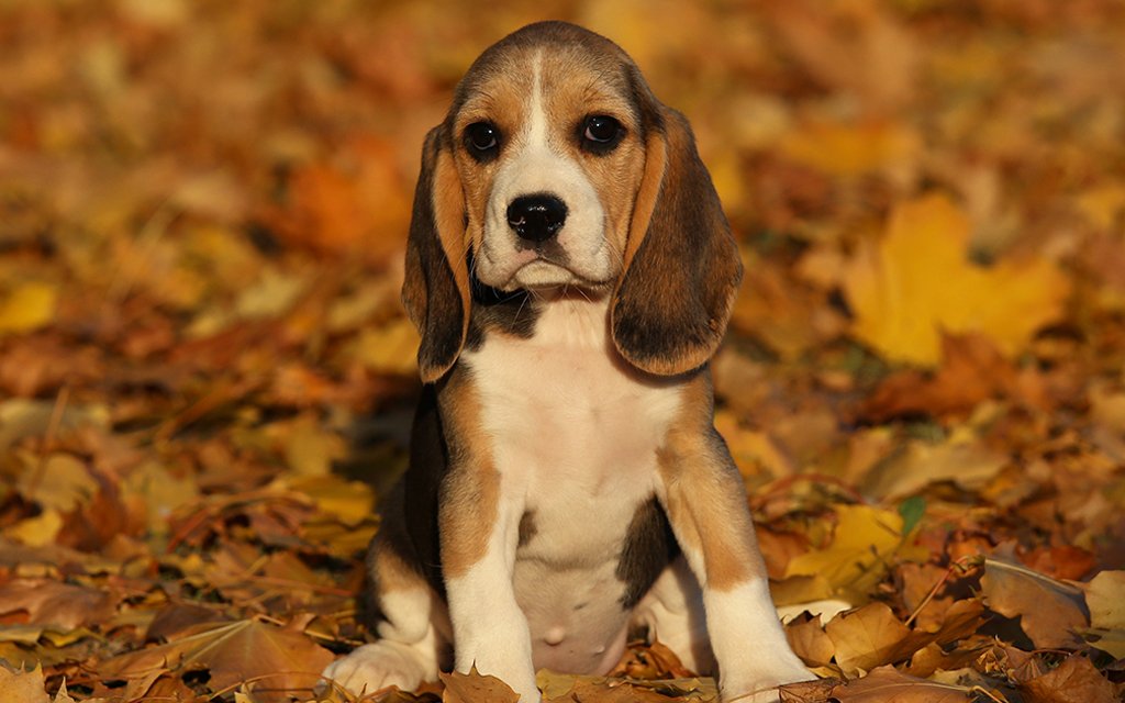 beagle puppy price