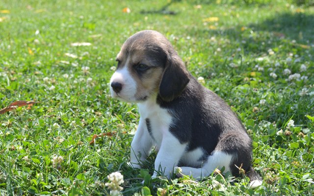Beagle Price | Coat | Color in Kolkata, India - How Much Does They Cost & Why?